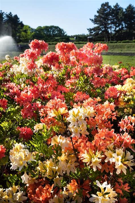 Plantas Do Rododendro Na Flor Foto de Stock Imagem de botânica