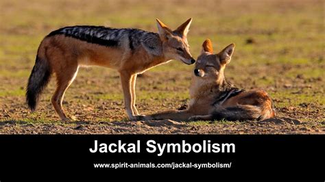 Jackal Symbolism - YouTube