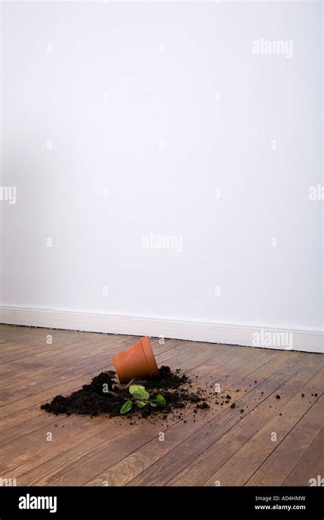 A Spilt Potted Plant Stock Photo Alamy