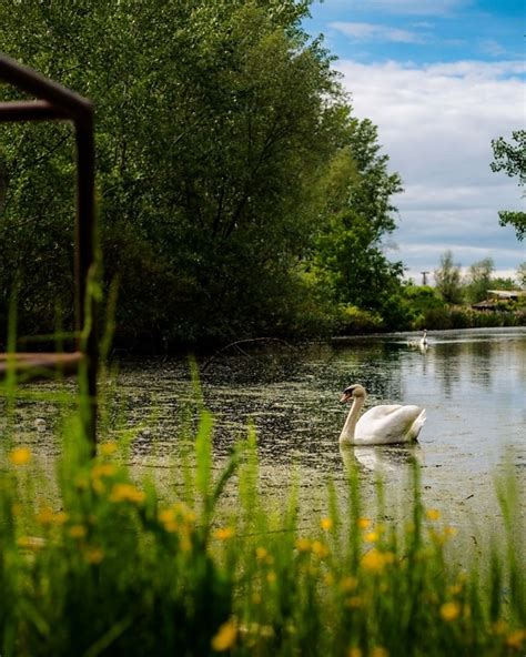 Image Libre Piscine La Gr Ce Cygne Majestueux Eau Lac Paysage