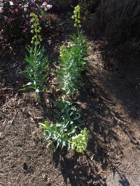 Fritillaria persica L. | Plants of the World Online | Kew Science