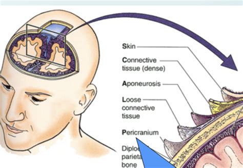 A P I Block 4 Regional Anatomy Of Head And Neck Flashcards Quizlet