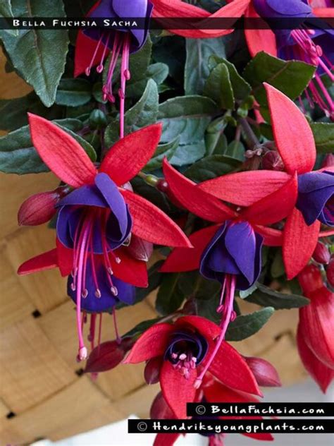 Bella Fuchsia Sacha - FuchsiaFinder