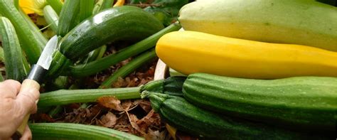 Cómo cultivar calabacines en maceta Una guía eficaz en 6 pasos