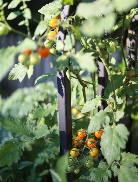 Pruning Tomatoes 101: Should You Prune Tomato Suckers? • Gardenary