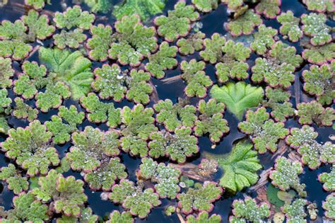 Azolla Azolla Filiculoides PictureThis