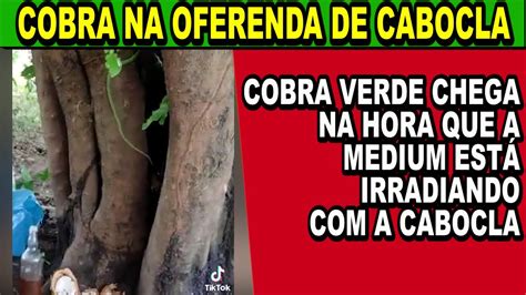 Uma cobra verde aparece na que a médium fica irradiada numa oferenda