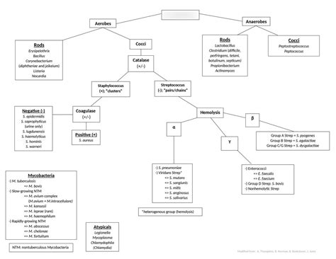 Gram Positive Bacteria Flow Chart Diagram Quizlet