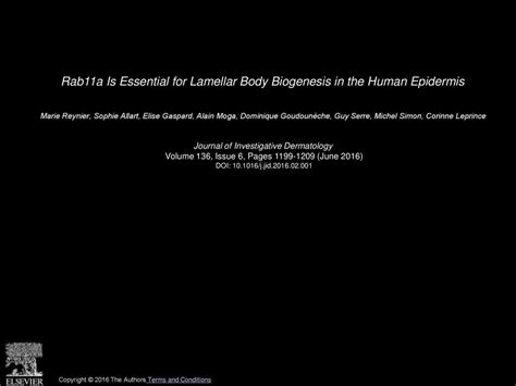 Rab A Is Essential For Lamellar Body Biogenesis In The Human Epidermis