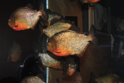 piranha jim  photographer flickr