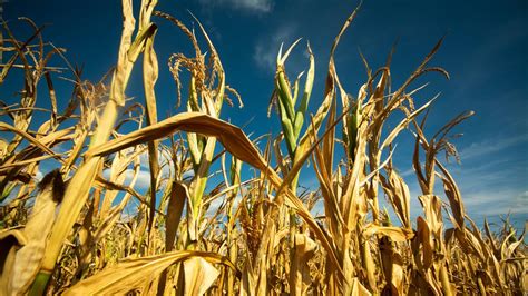 Klimawandel Experten warnen vor Anstieg heißer Tage in Deutschland