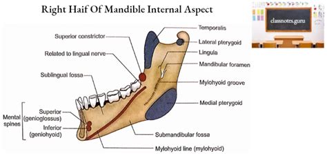 Mandible Osteology Anatomy Notes Class Notes