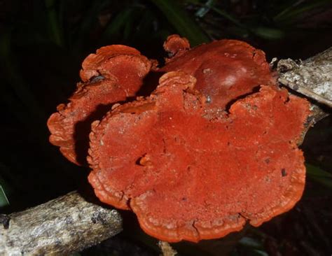 Pycnoporus Sanguineus Fungi Of The British Indian Ocean Territory