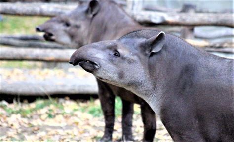 Tapir Qué es características qué come hábitat reproducción extinción