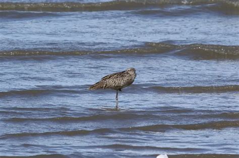 Far Eastern curlew - Facts, Diet, Habitat & Pictures on Animalia.bio