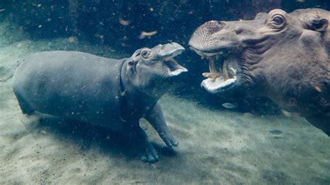 WATCH: Cincinnati Zoo Welcomes Baby Hippo – NBC Chicago