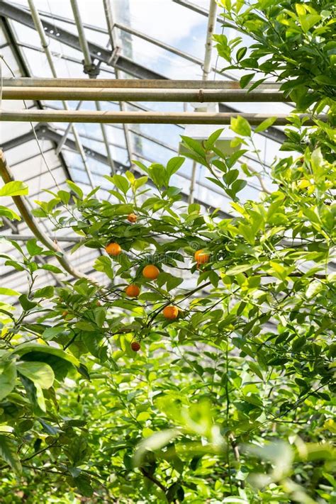 Greenhouse With Citrus Trees And Bushes Of Clivia Lilies Orange Flowers