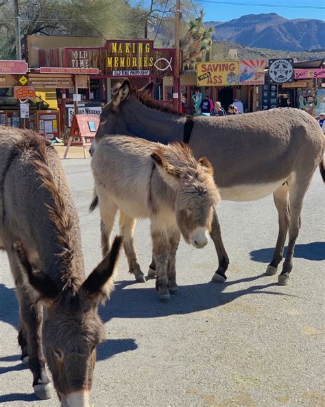 The Burros of Oatman-Arizona – Wind Kisses