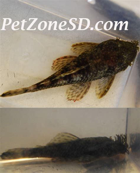 Bushy Nose Pleco Bristle Nose Pleco Pet Zone Tropical Fish San