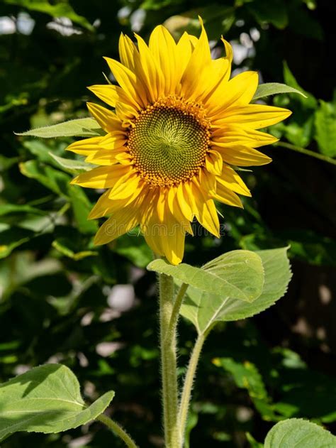 Close Up of Sunflower Head, Helianthus Annuus Stock Photo - Image of