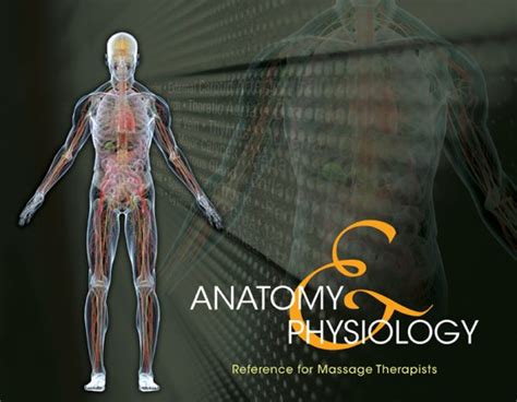 Anatomy And Physiology Reference For Massage Therapists Products Directory Massage Magazine