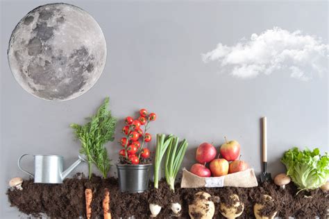 O que plantar na lua cheia Veja algumas opções de cultivo nesse