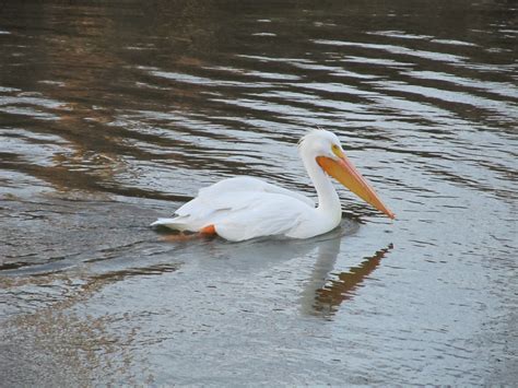 Swimming Pelican Free Stock Photo Public Domain Pictures