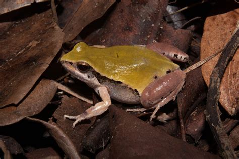 Physalaemus Cuvieri Herpeto