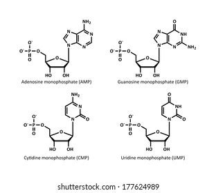 Ribonucleotide Images Stock Photos D Objects Vectors