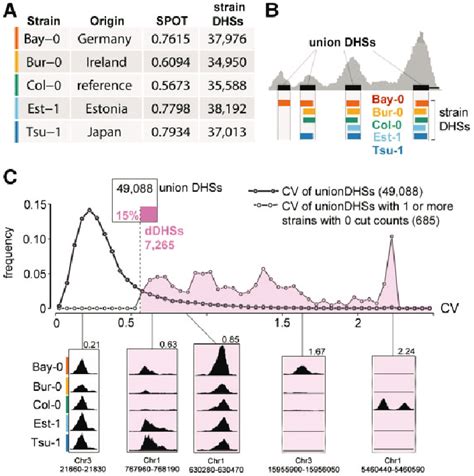 Identifying Regions Of Differential Chromatin Accessibility Among Five