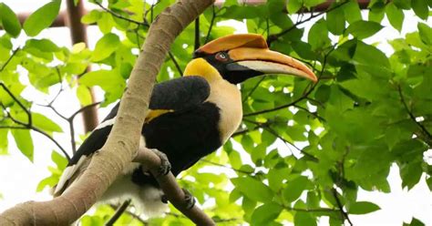 Great Hornbill Behavior - AnimalBehaviorCorner