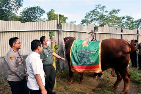 Presiden Beli Sapi Kurban Seberat Ton Dari Peternak Lumajang