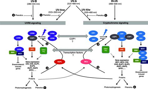 A Model Combining Different Hypotheses For Coaction Downstream Of UV