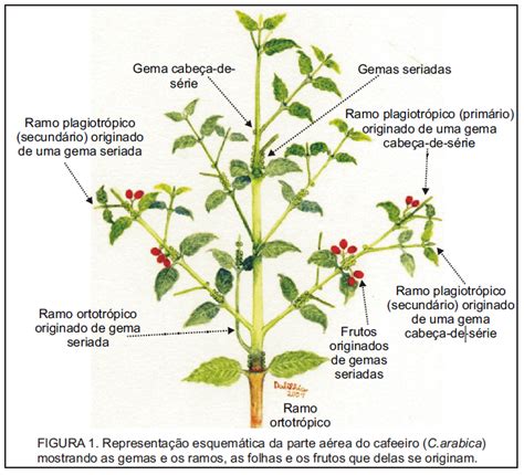 Morfologia Do Caf Ar Bica Portal Agriconline