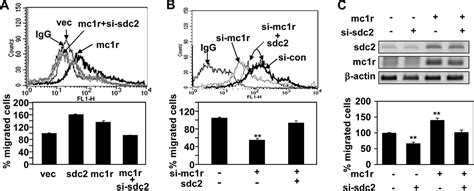 Melanocortin 1 Receptor Regulates Melanoma Cell Migration By