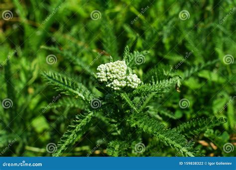 Wild Plants In Rice Fields With Flowers Stock Photo Image Of Floral