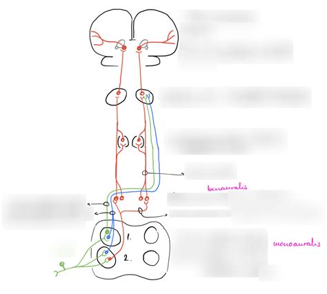 Vestibular pathway Diagram | Quizlet