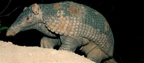 The Giant Armadillo | Critter Science