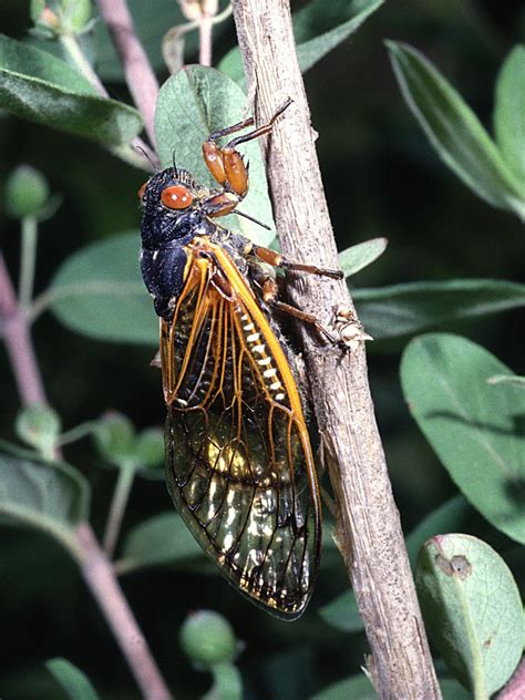 You Have To Hear And See The Cicadas To Believe It Are We There Yet