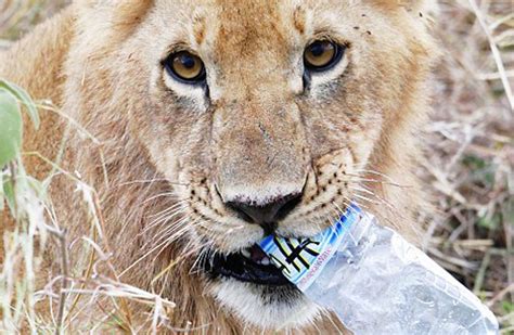 Shocking: 10 Animal Species Dying From Eating Plastics - SAY NO TO ...