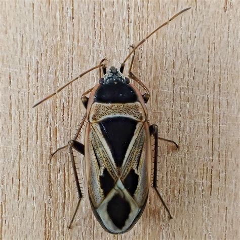 Xanthochilus Saturnius Mediterranean Seed Bug 10000 Things Of The