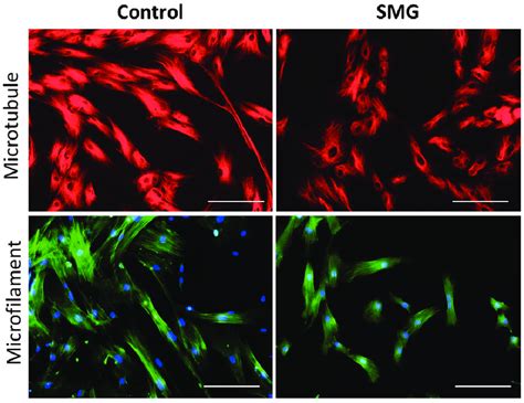 Cytoskeleton Staining Of Human Umbilical Cord Mesenchymal Stem Cells