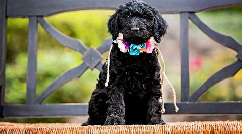 Labradoodle Goldendoodle Mix