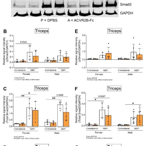 Sex Specific Differences In Myostatin Mstn Dependent Contracture