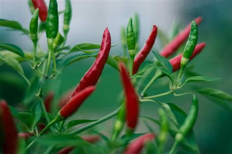 Chilli 1080P, 2K, 4K, 5K HD wallpapers free download | Wallpaper Flare