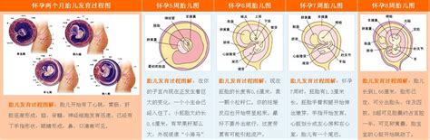 胎儿发育过程图 Word文档在线阅读与下载 无忧文档