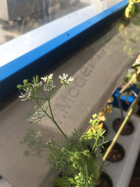 Гидропонная установка, cистема периодического затопления купить