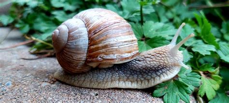 Schnecke Natur Tier Kostenloses Foto Auf Pixabay Pixabay