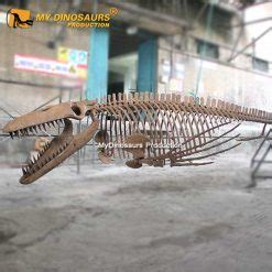 AS-073 Large Monster Tylosaurus Skeleton for Sale | My Dinosaurs