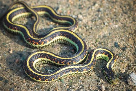 5 Types of Garter Snakes in Florida (Florida) - Wildlife Informer